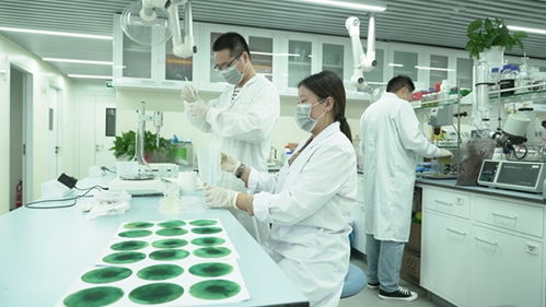 新洋豐 高舉創新大旗，引領農業科學研究和試驗發展