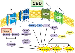 農業科研視角下CBD油抗癌潛力的最新研究進展